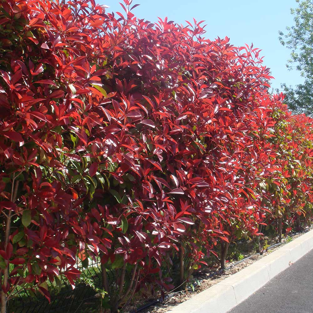 How to Distance Plantation Photinia Red Robin