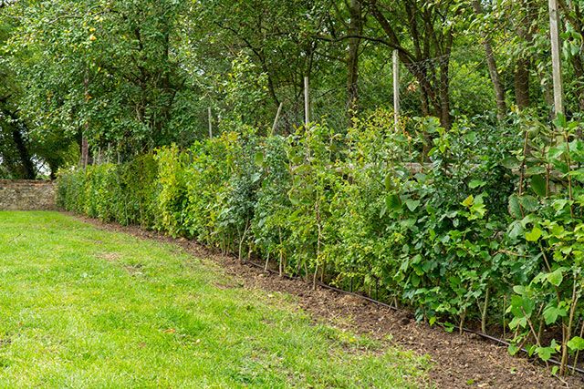 Exploring Some Excellent Native Hedging Plants