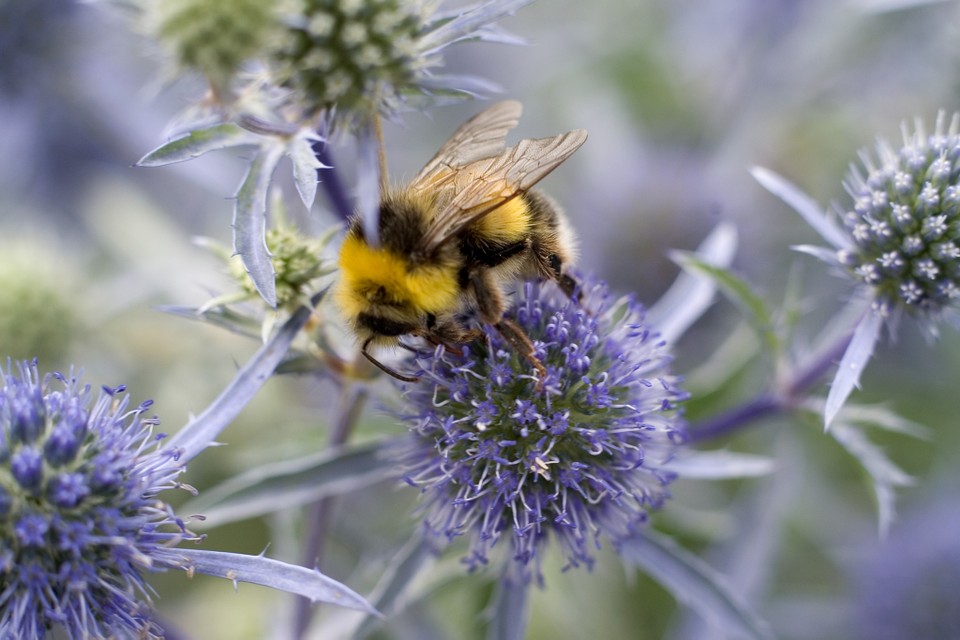 12 Of the Best Plants for Bees In UK