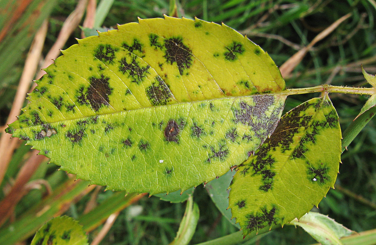 What Causes the Rose Black Spot Fungus to Spread?