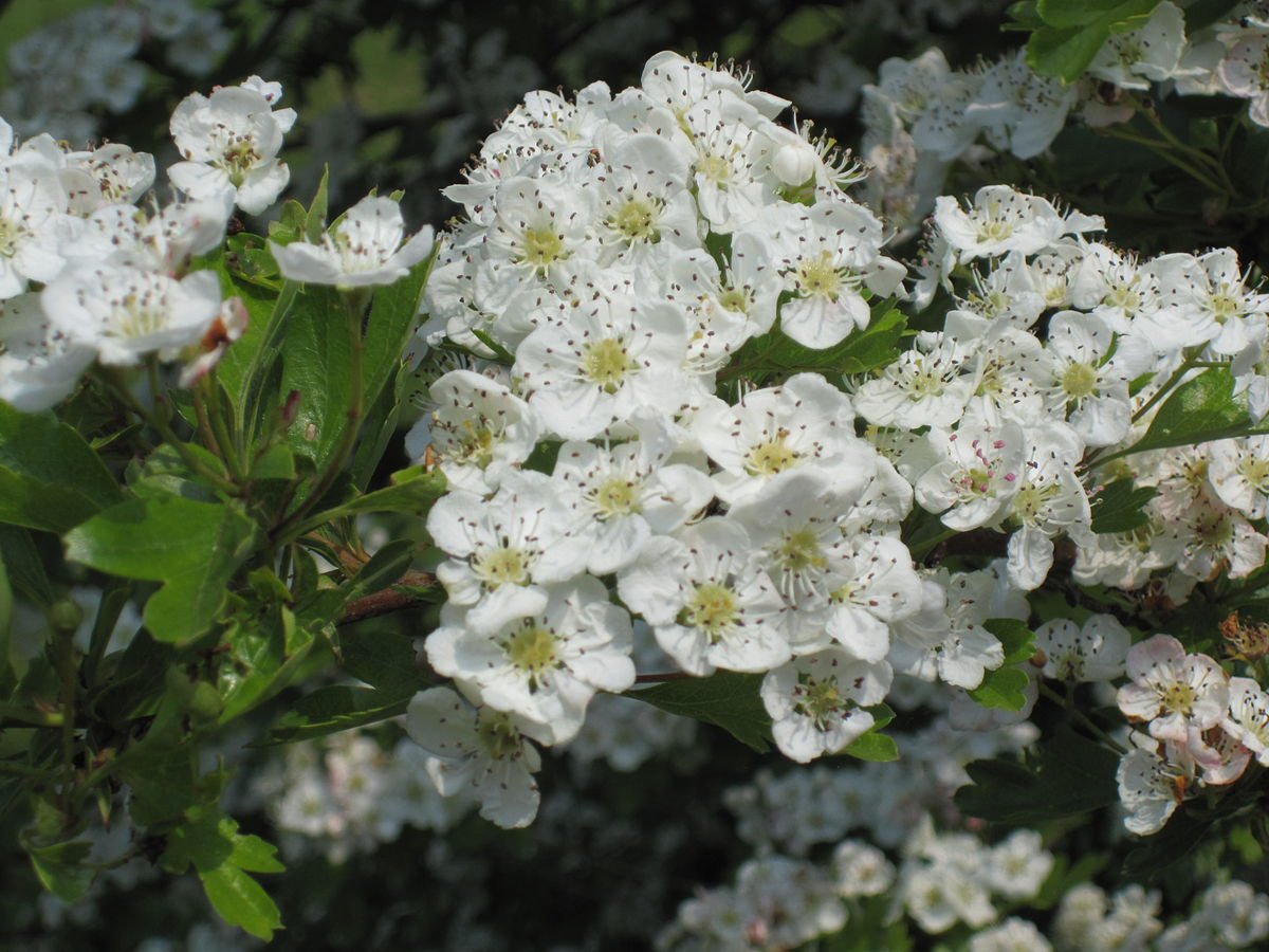 Hawthorn (Crataegus monogyna)