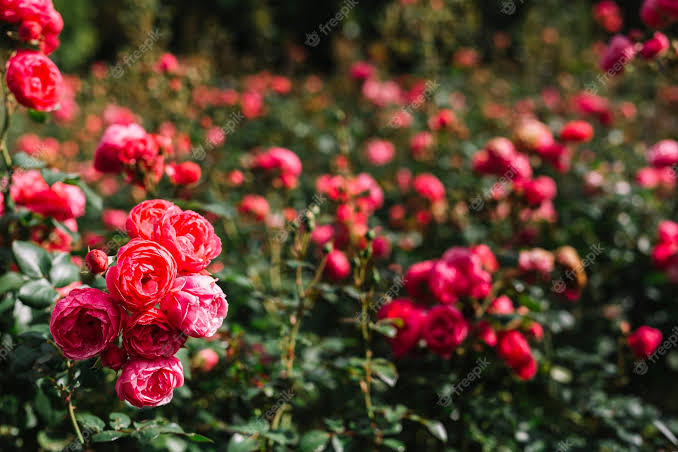 Does Black Bug Leave White Spots on Roses?