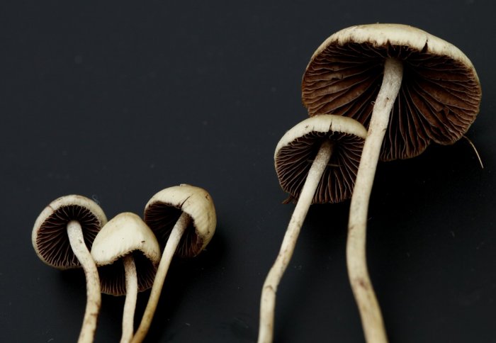 Side Effects of Psilocybin Treatment that You May Not Know