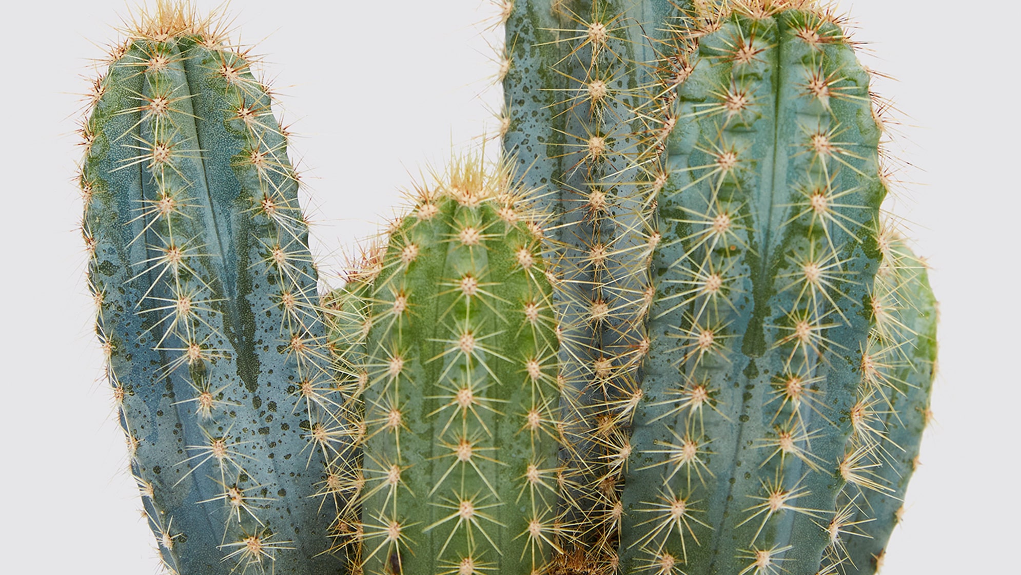 Why Are Desert Plants Spiky