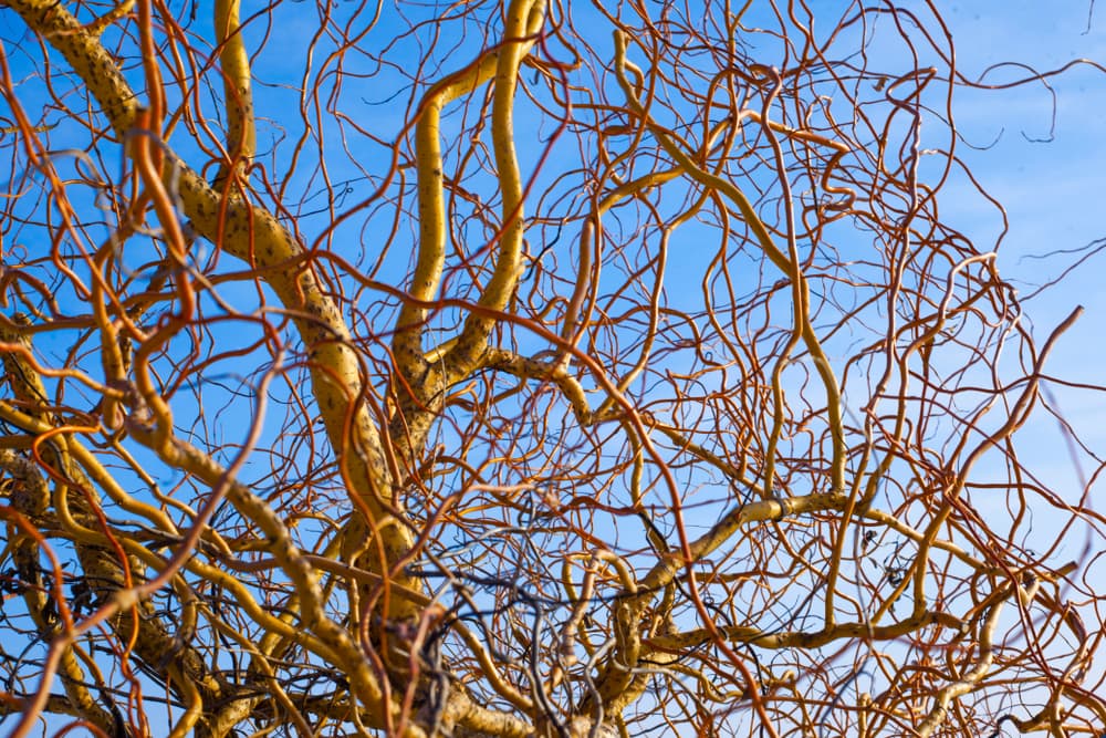 Are Curly Willows Invasive?