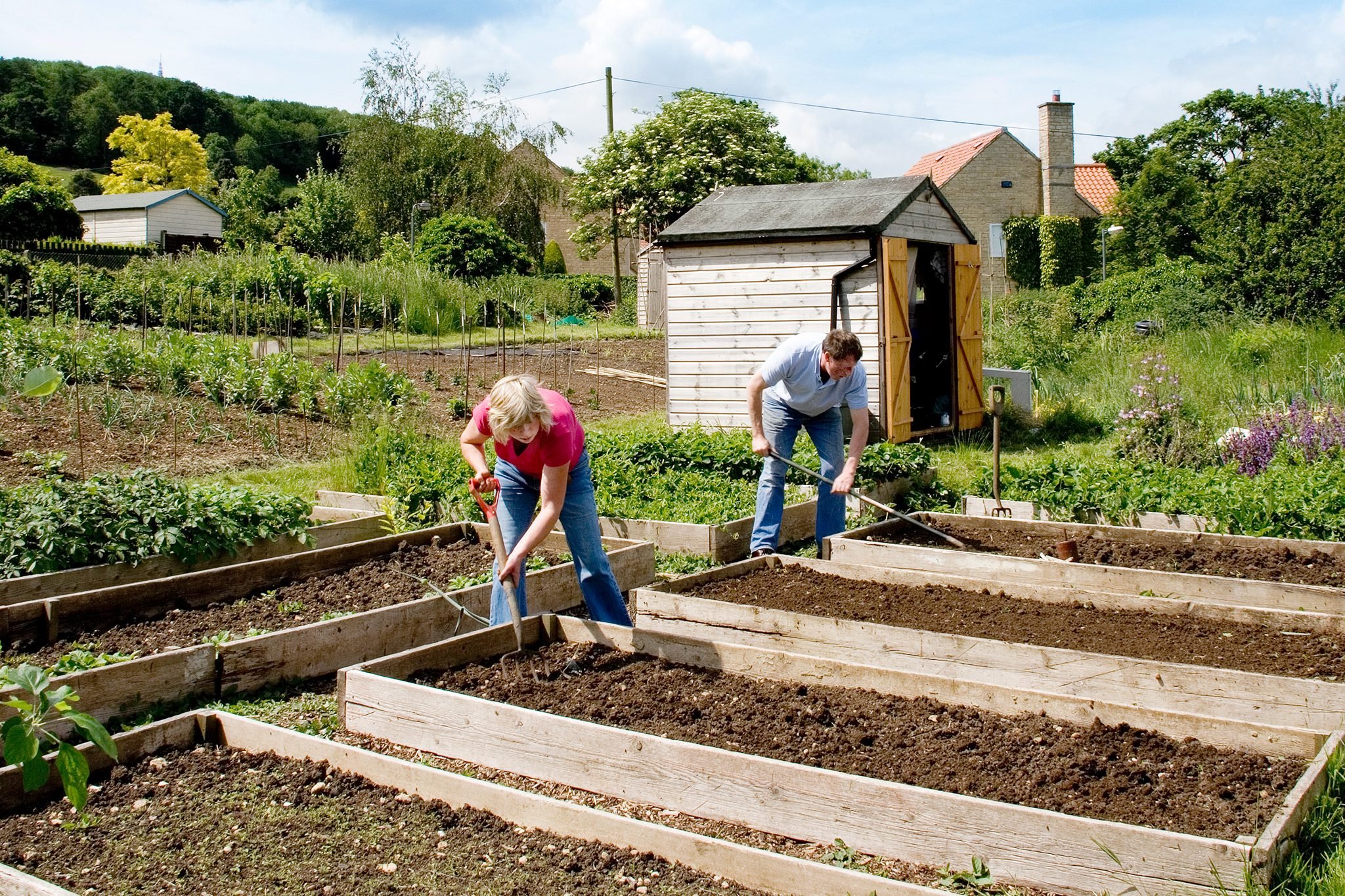 Allotments 101: A Beginners Guide to Getting and Planning an Allotment