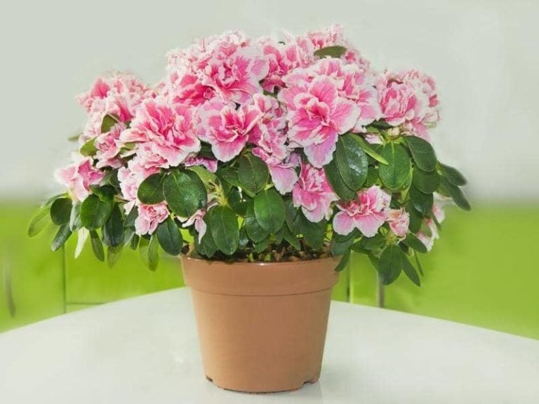 Best Pots for Azaleas