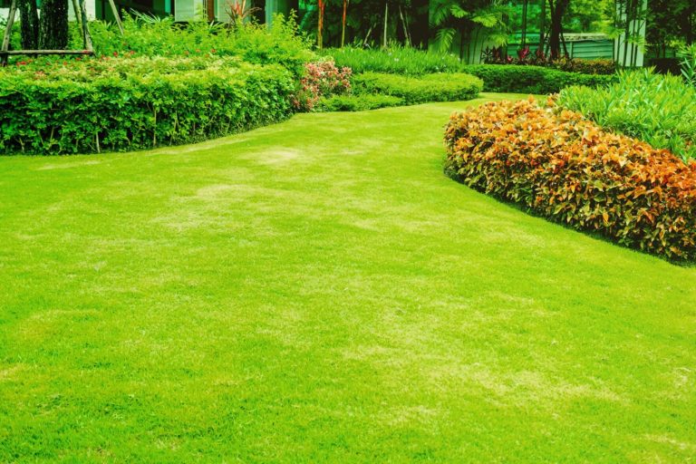 How to Create and Sustain a Beautiful Lawn in Louisiana’s Humid Climate