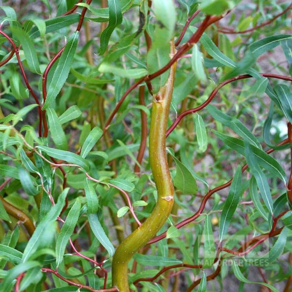 Can Curly Willow Be Grown in Pots?