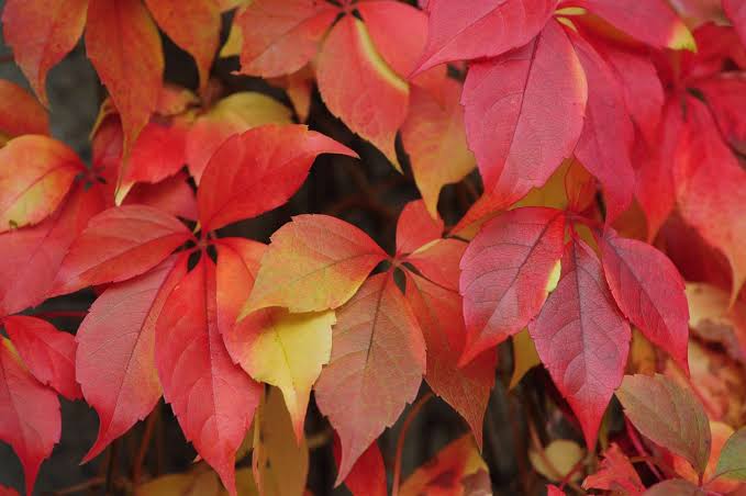 What Shrub Has Red Leaves?