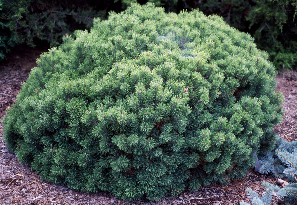 8 Best Dwarf Evergreen Trees for Your Garden 