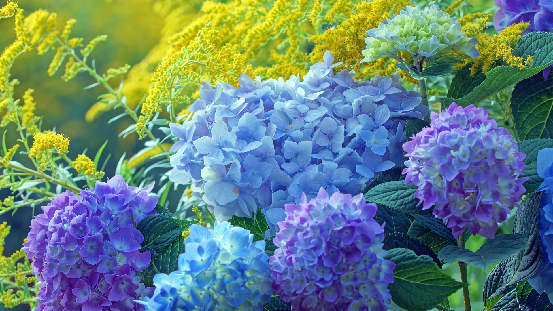 Top 8 Flowering Shrubs and Bushes That Will Enhance the Beauty of Your Garden