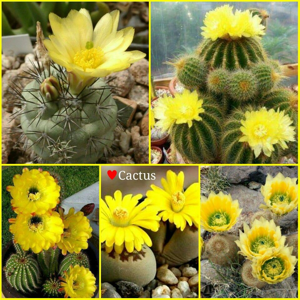 Spiky Cactus Plants that Blooms Yellow Flowers