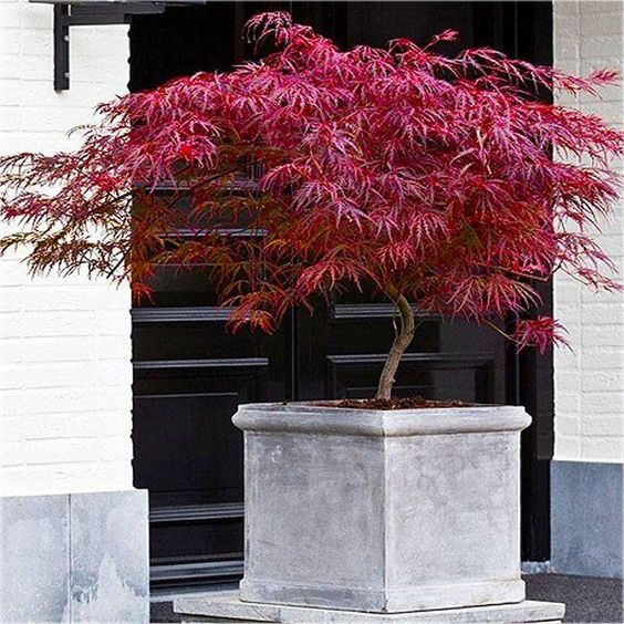 Can You Use Multi Purpose Compost for Acers?