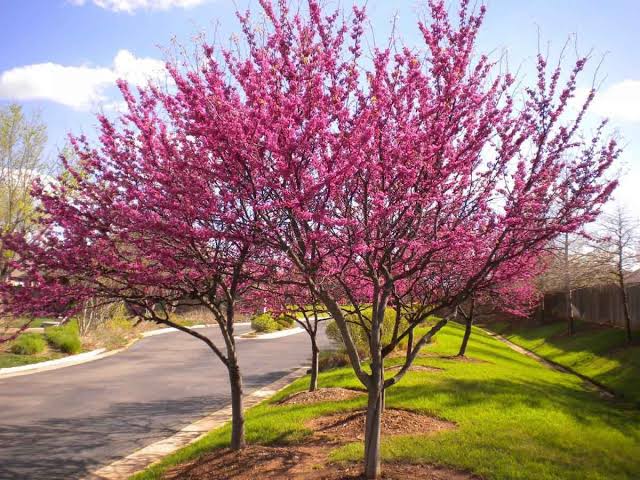 Why are Redbud Leaves Curling?