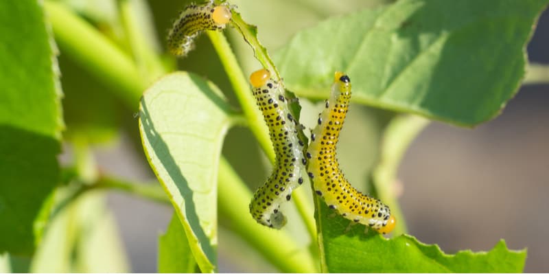 A Bug Killer for Rose Slugs