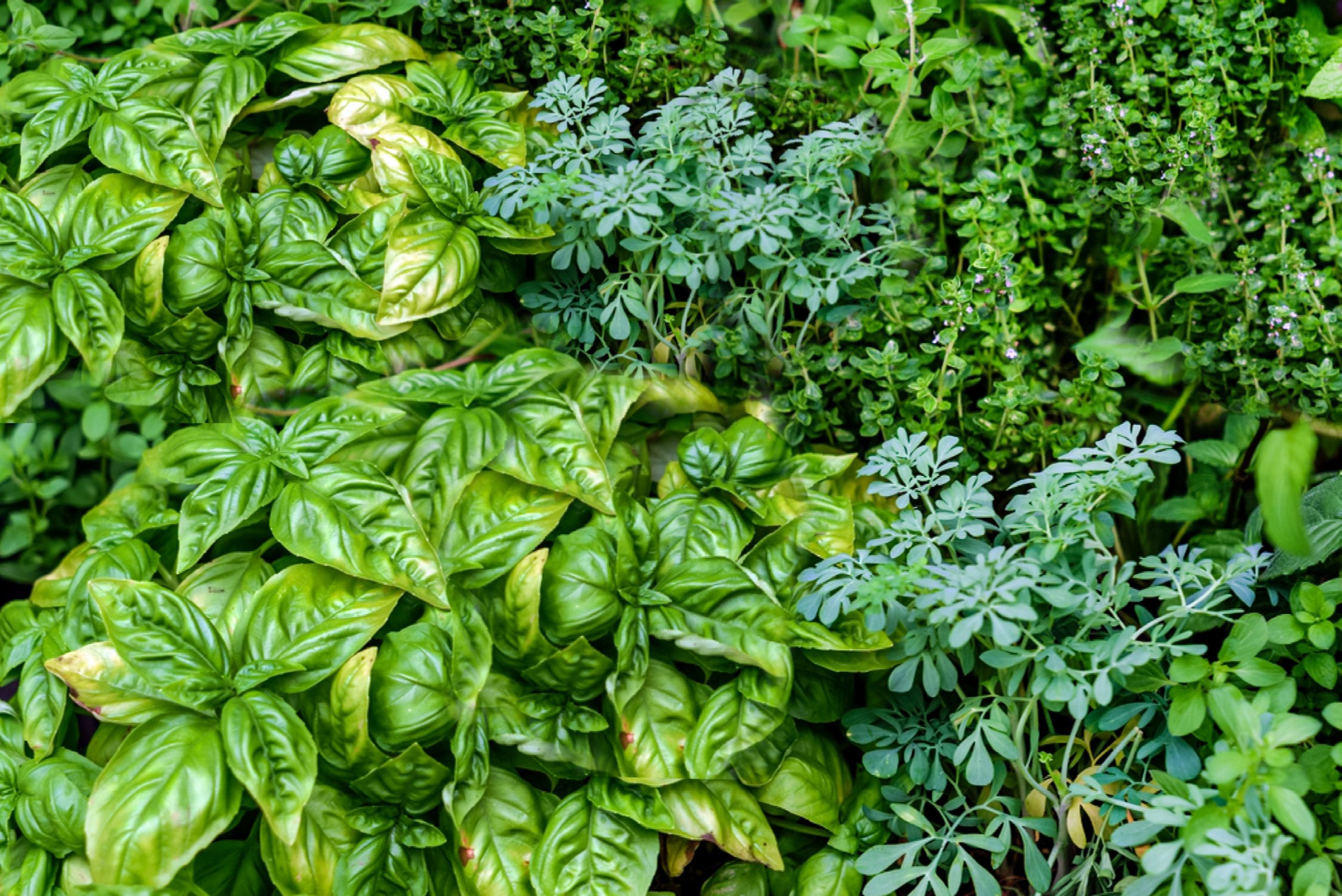 The Ultimate List of Herb Varieties from A-Z