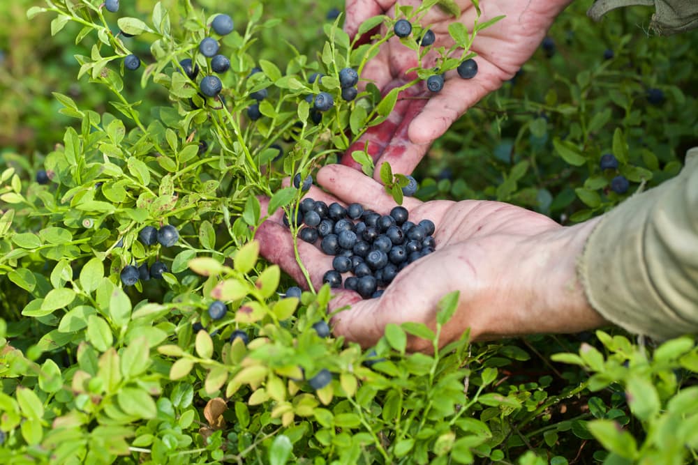 Discover the A-Z List of Berry Types and Varieties