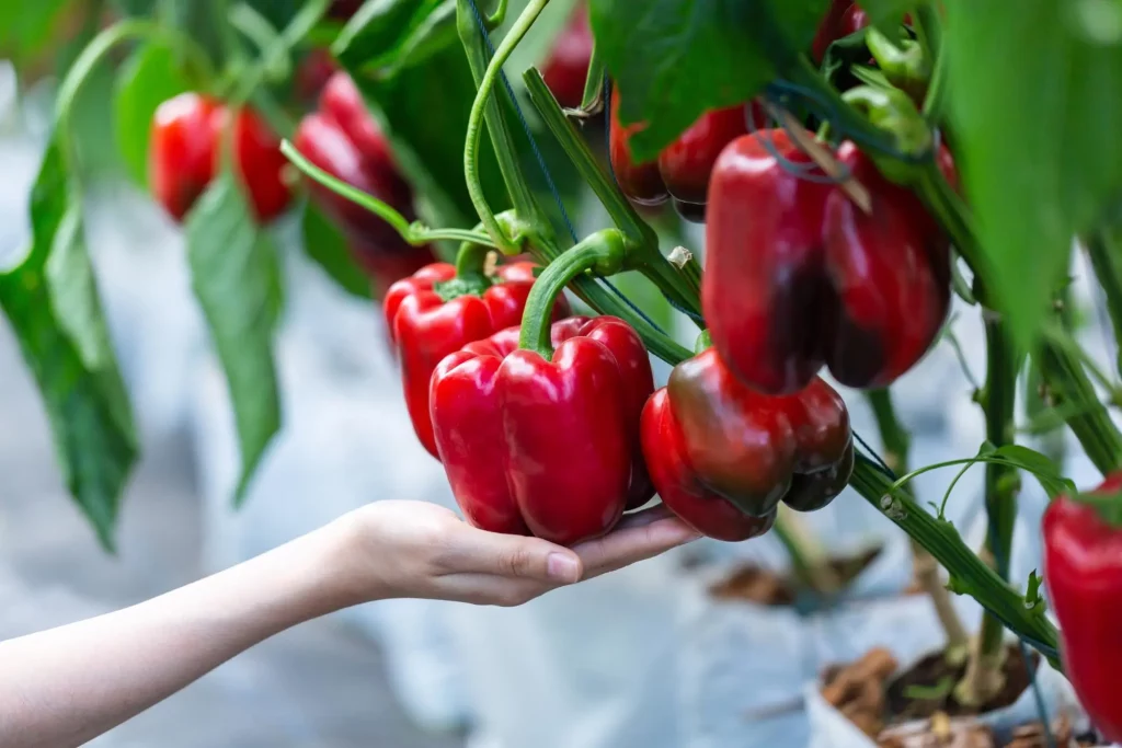 A Starter Kit for Growing Bell Peppers