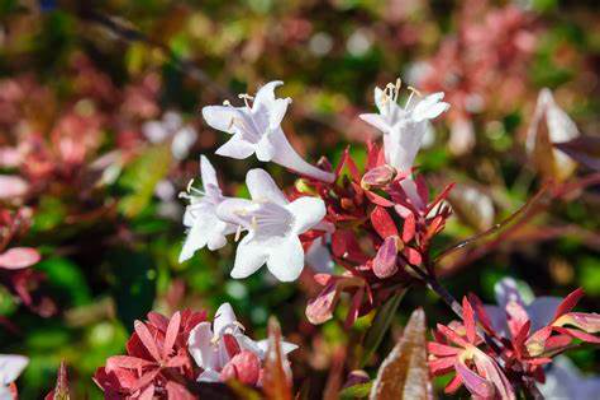 Abelia