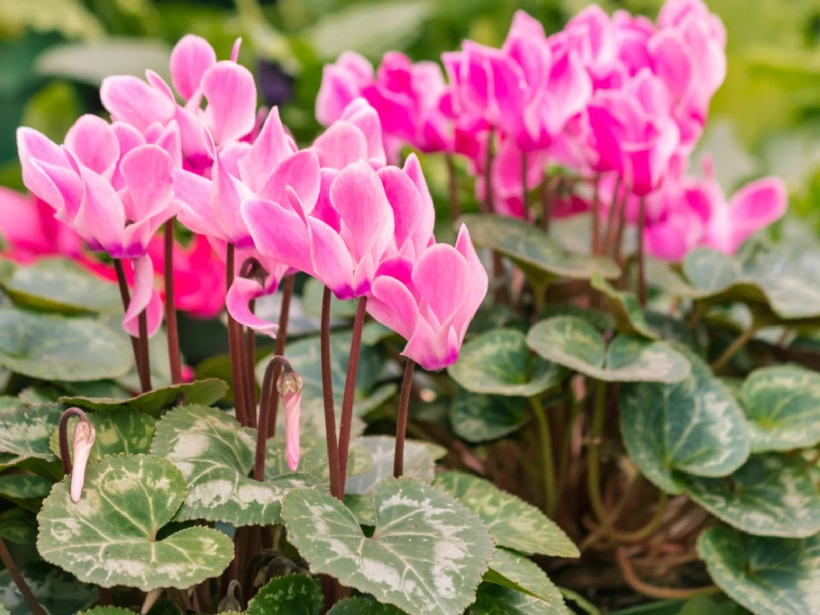 About Cyclamen Plants