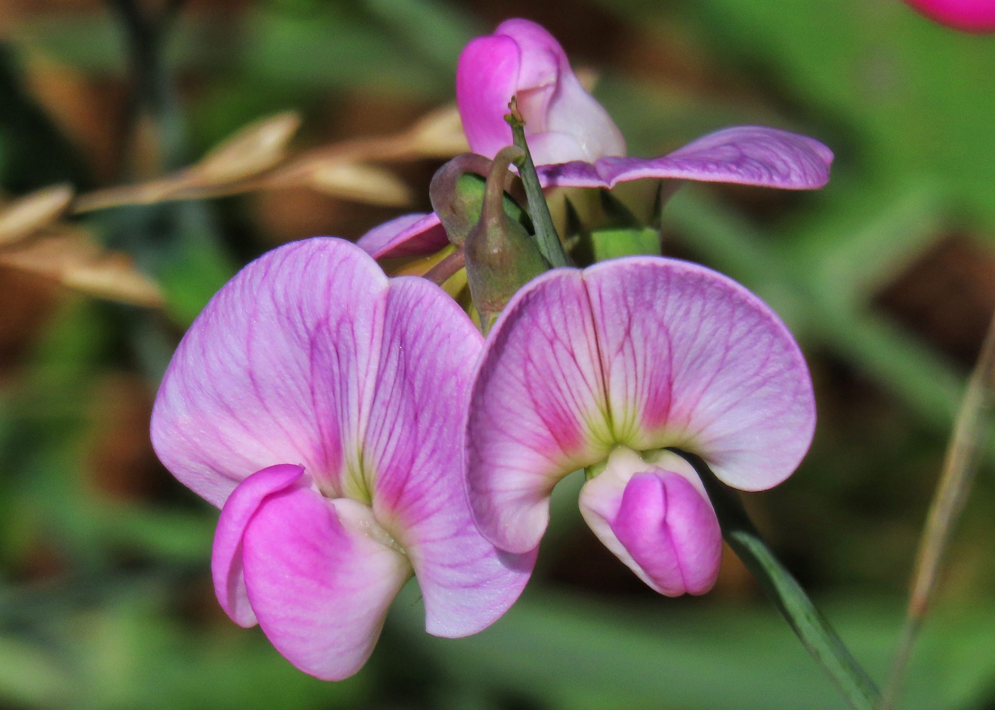 About Lathyrus Latifolius