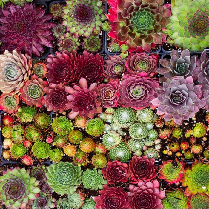 About Sempervivum or Houseleeks