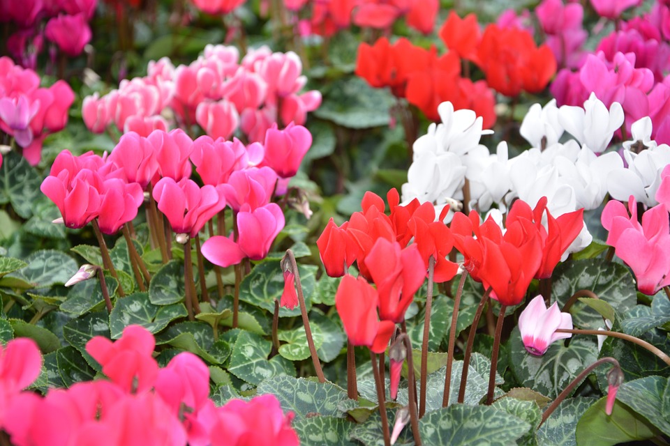 About The Cyclamen Plant