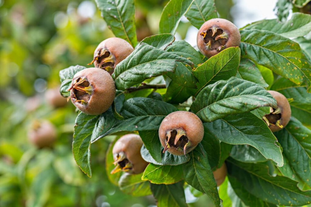 About The Medlar Tree