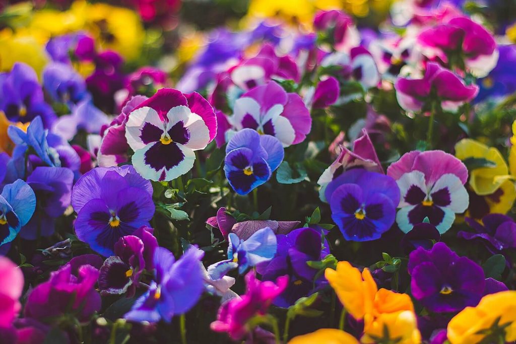 About The Pansy Flower