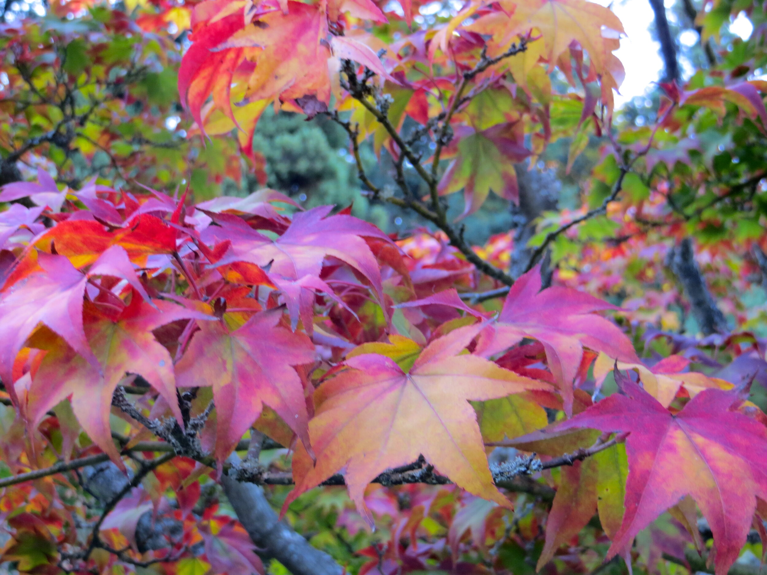 Acer Palmatum