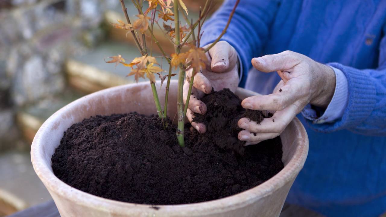 Acers Preferences in Compost