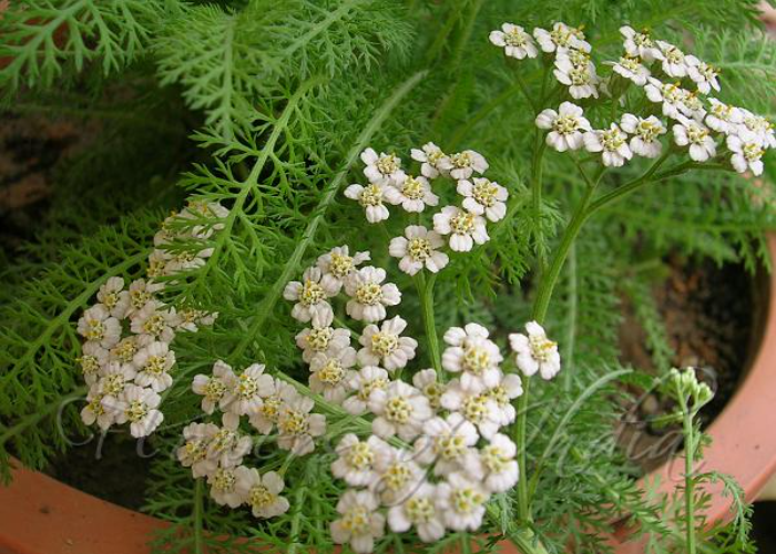 Achillea (Yarrow)