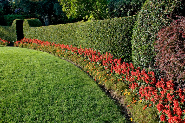 beautiful hedge