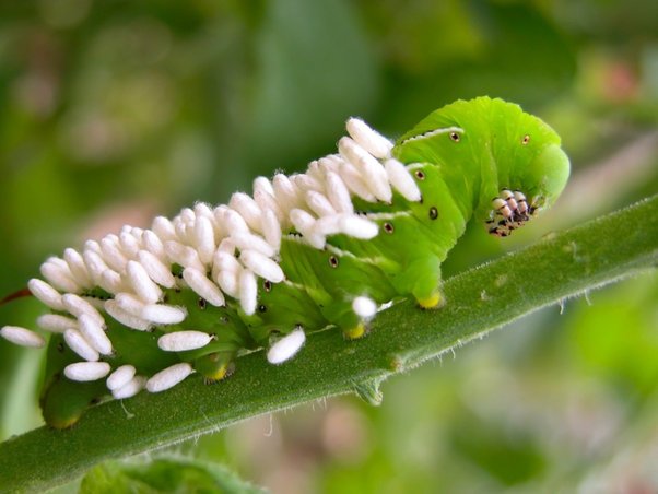 Adaptations and Diversity in Caterpillars