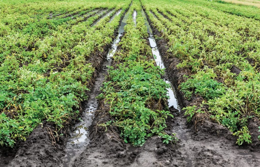 Addressing Challenges Posed by Potato Blight