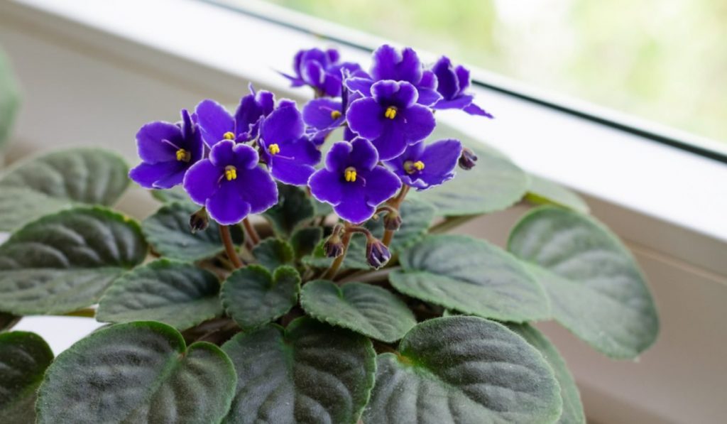 African Violet