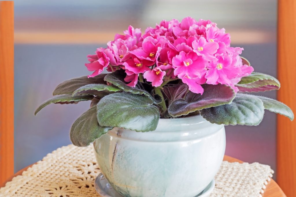 African Violet