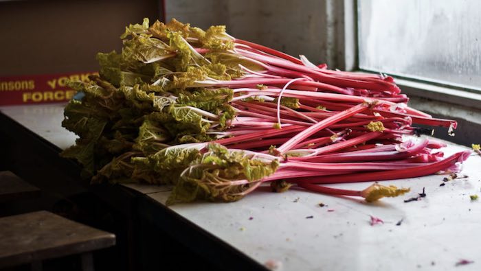 Aftercare of Rhubarb Post Pruning