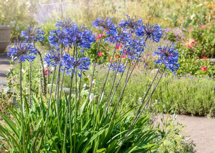 Agapanthus