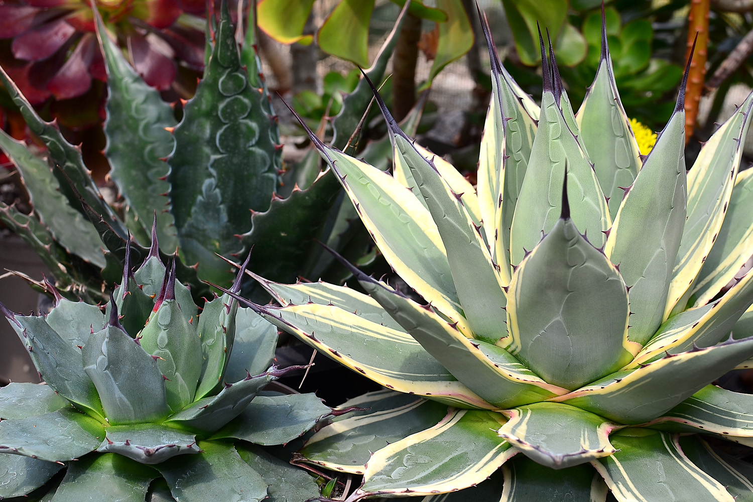 How to Grow and Care for Agave Succulents