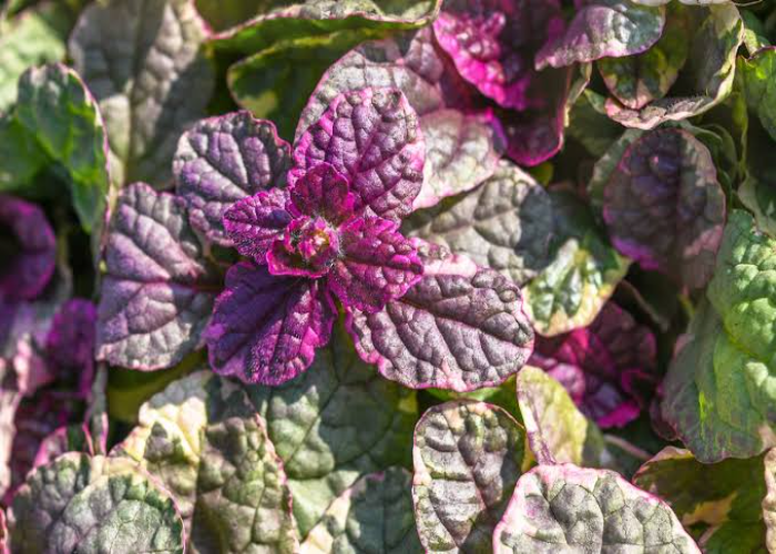 Ajuga Reptans (Bugleweed)