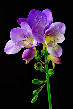 Alba freesia (Freesia refracta var. alba)