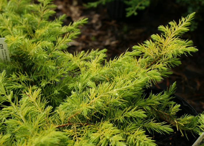 All Gold Shore Juniper