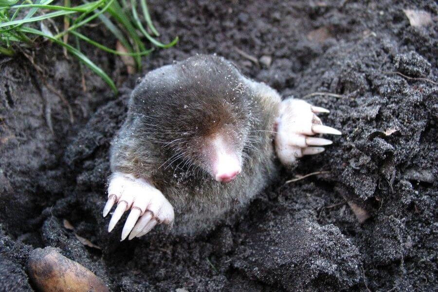 7 Easy Ways to Get Rid of Moles from Your Garden