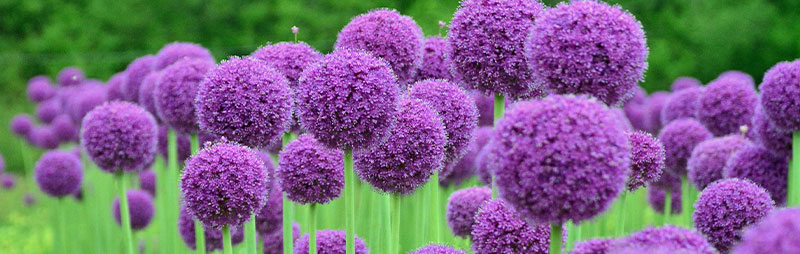 Allium