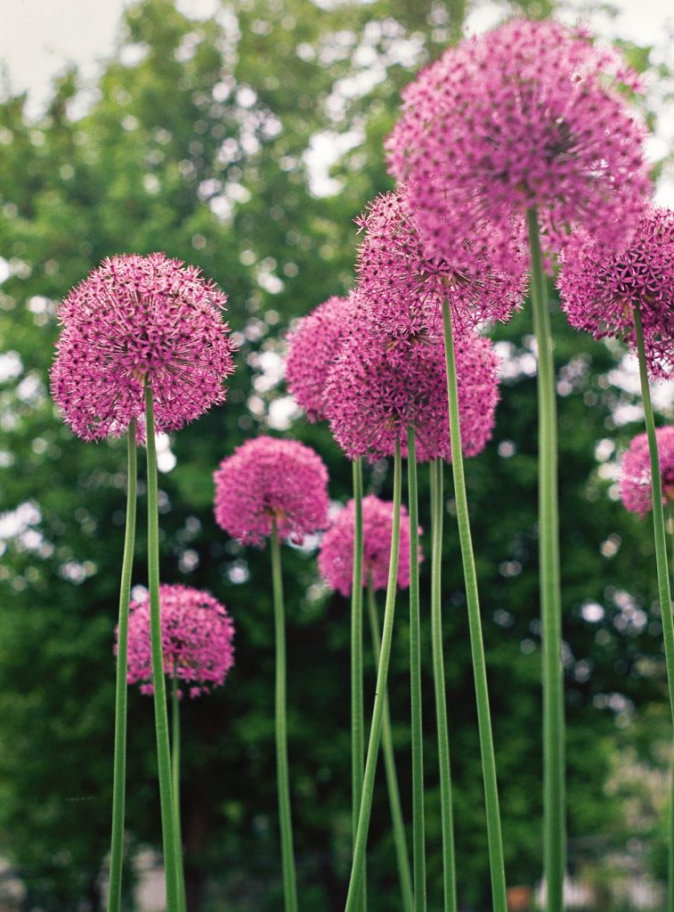 Allium