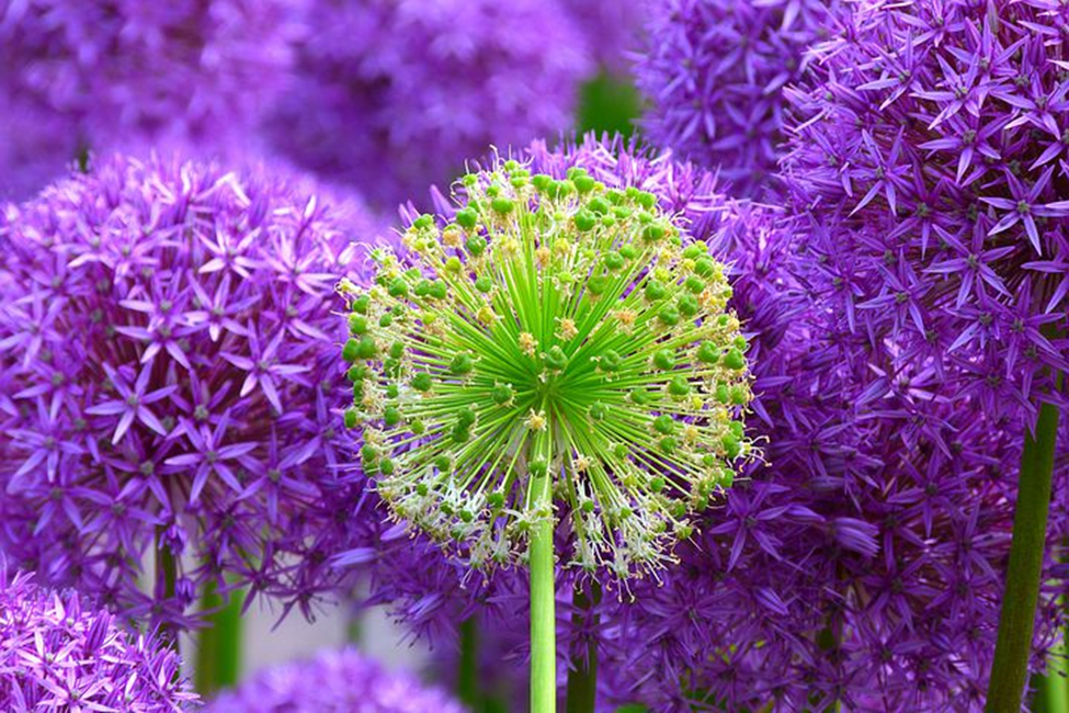 Alliums