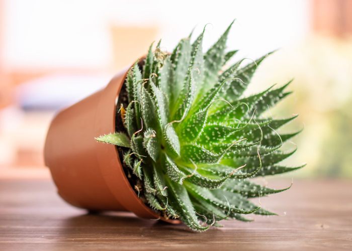 Aloe Aristata