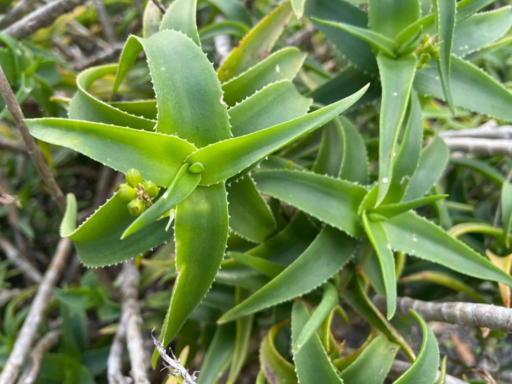 Aloe Ciliaris